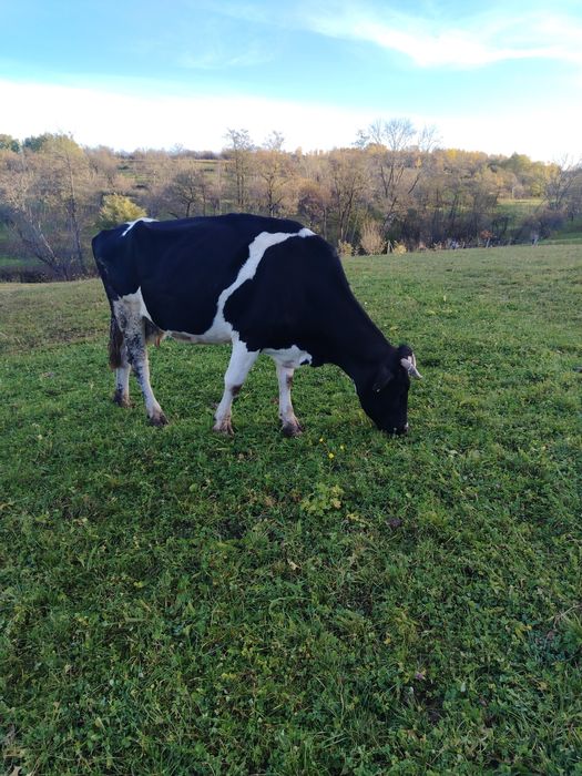 Vaca de vanzare.