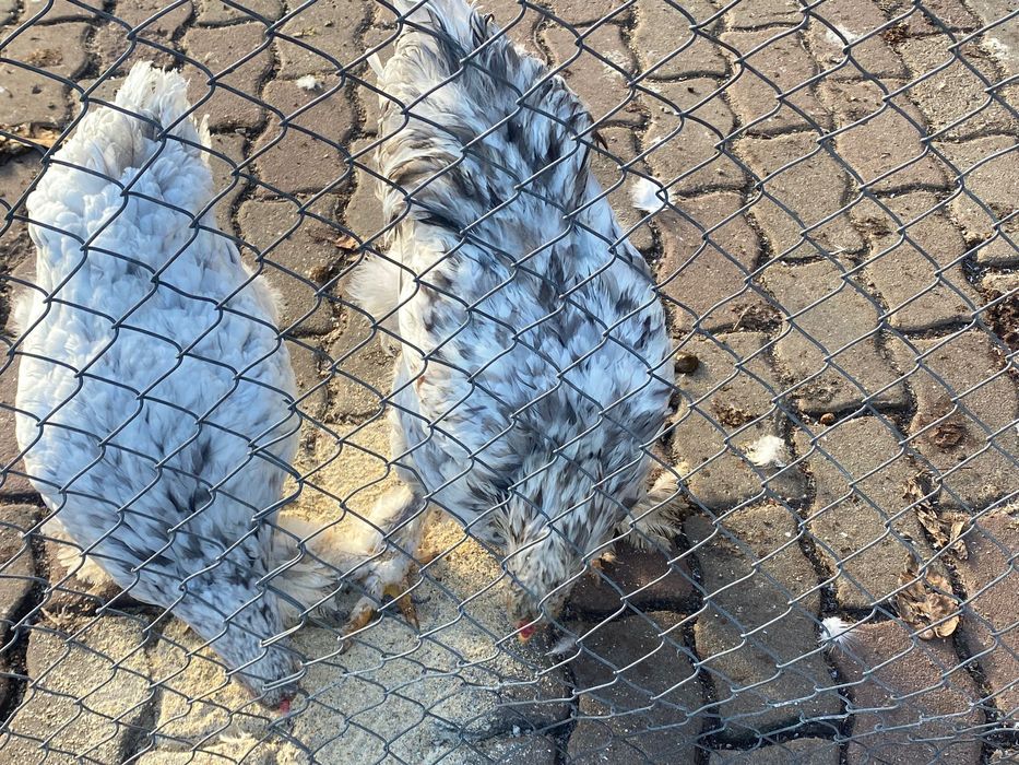 Gaini de rasa Brahma