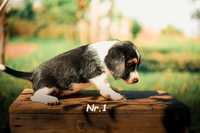 Pt. Adoptie Doi Pui Beagle x Terrier(talie mica)