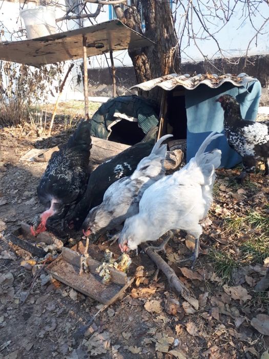 Амераука. Куры несущие голубые яйца.