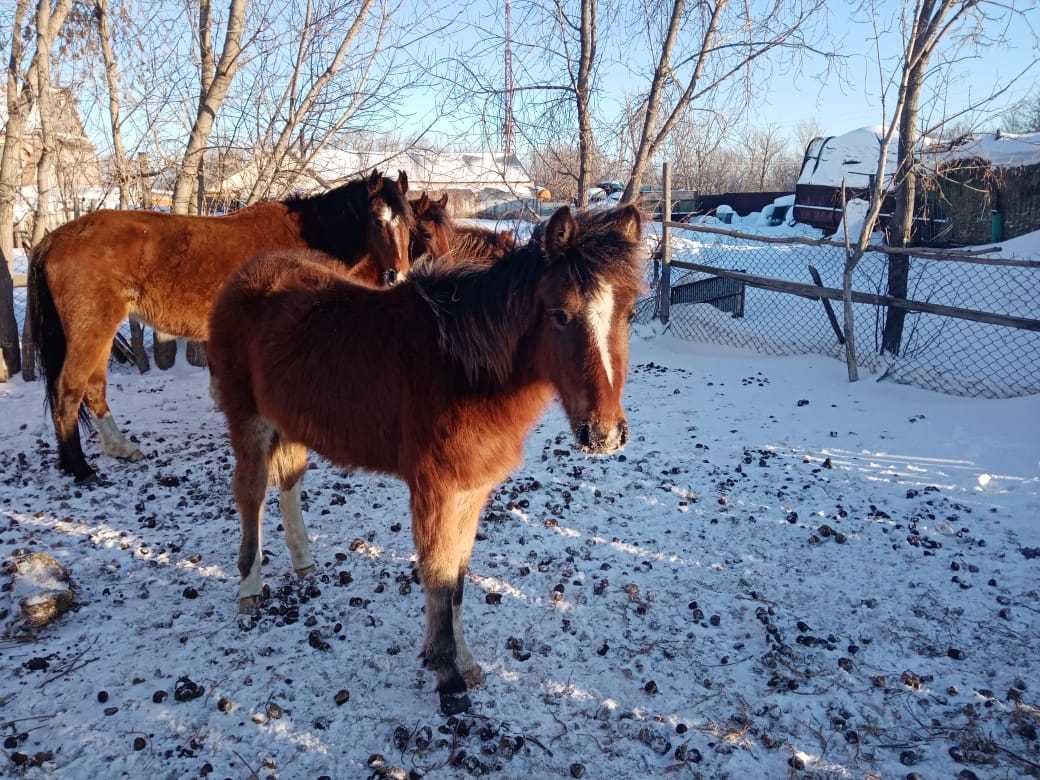 Продам лошадей, 4 головы.