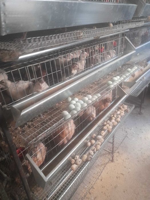 Vand prepelite 15 lei buc