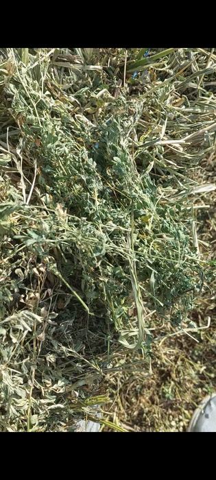 VÂND BALOTI de Lucernă!!