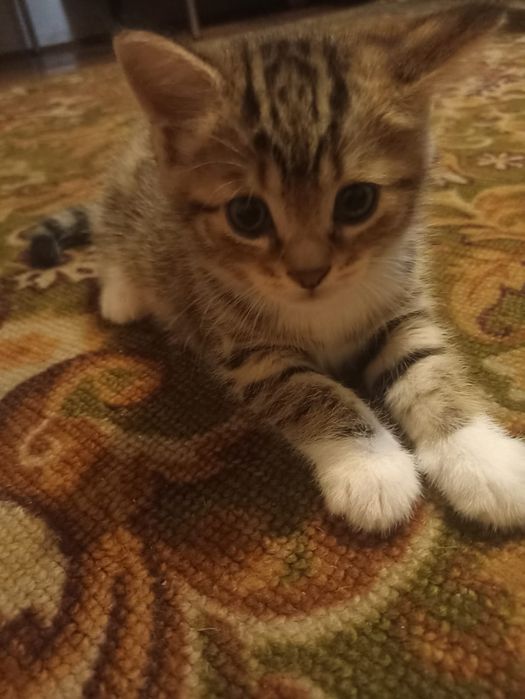 Отдам котенка. КОТ