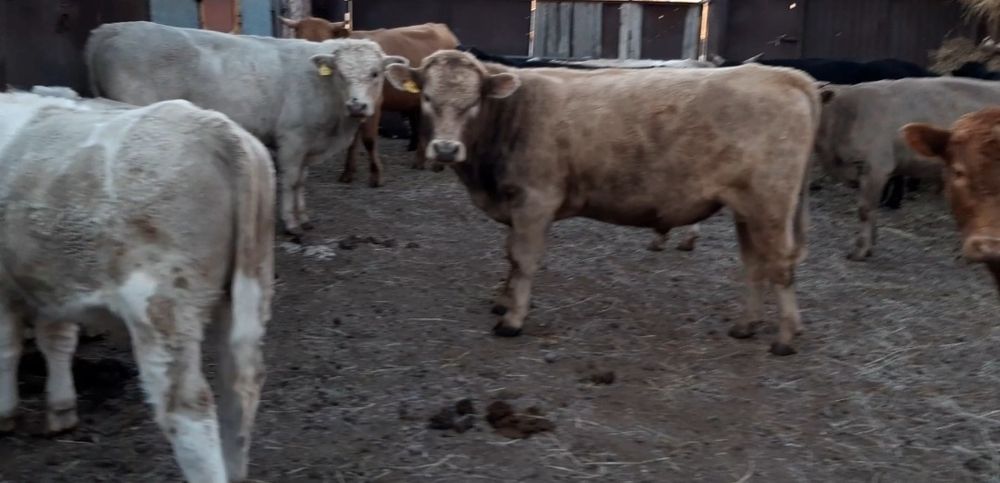 Продам 13 быков.