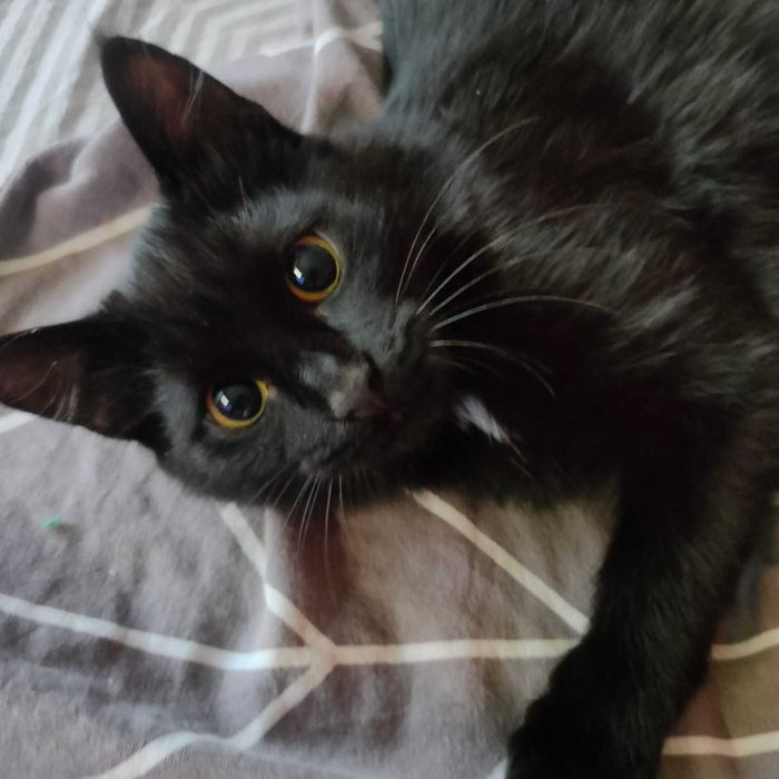 очаровательный котик ищет заботливые ручки