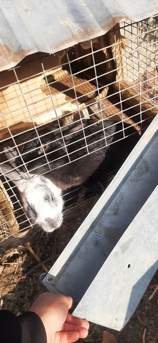 Quyonlar erkak ayoli