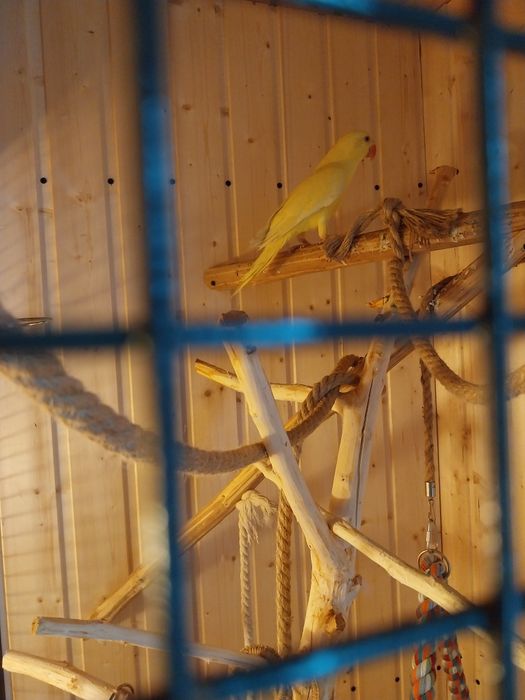 Vind micul alexandru 5 luni