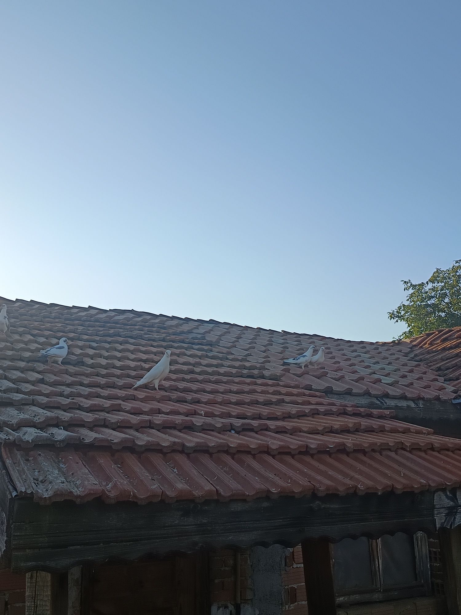 Продавам гълъби всякакви