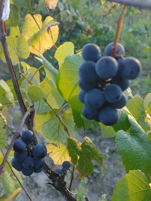 Struguri aromati căpșunica