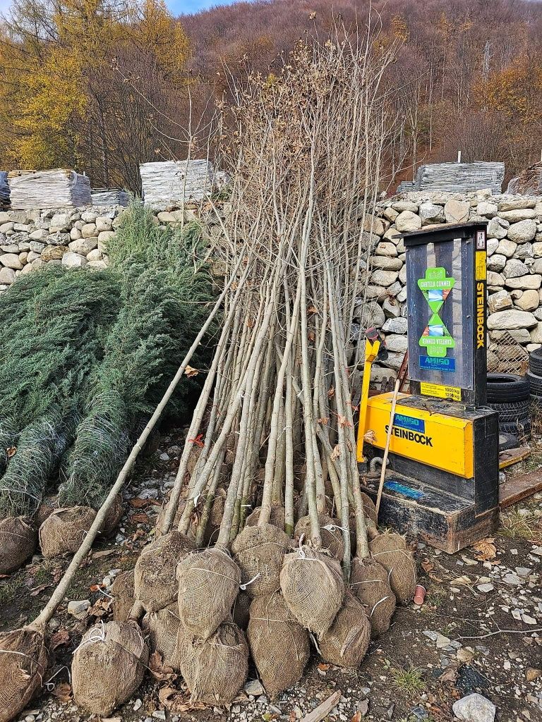 Mesteacăn tei stejar carpen tuia smarald Leylandi