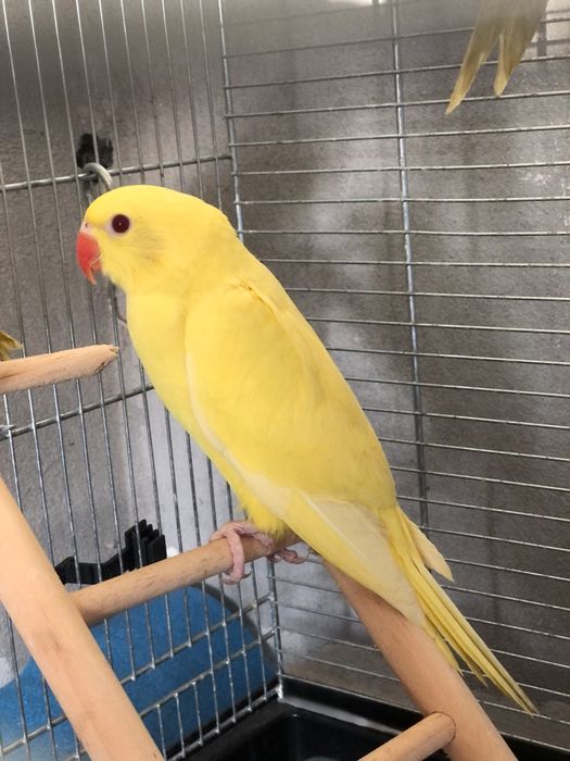 Papagali vorbitori pui blanzi micul alexandru alexander