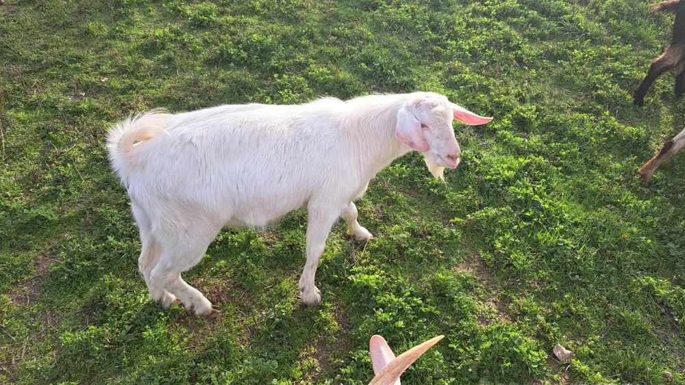 Мъжки ярета за разплод