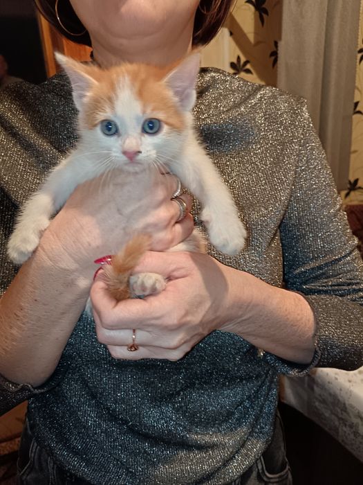 Отдам котят в добрые руки