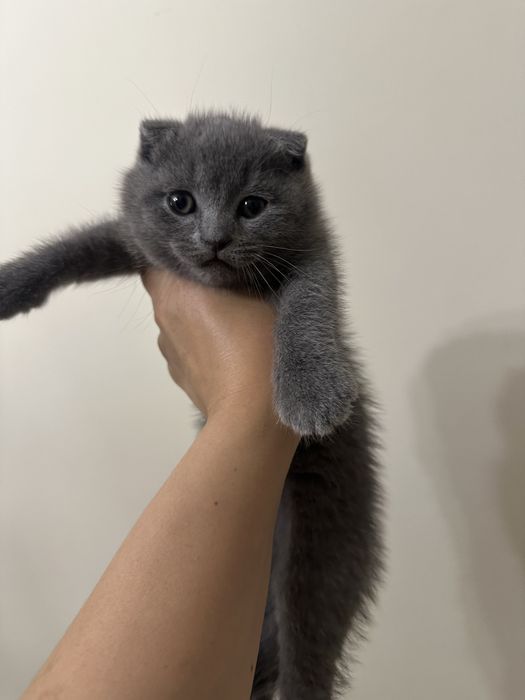 Продаётся чистокровные котята