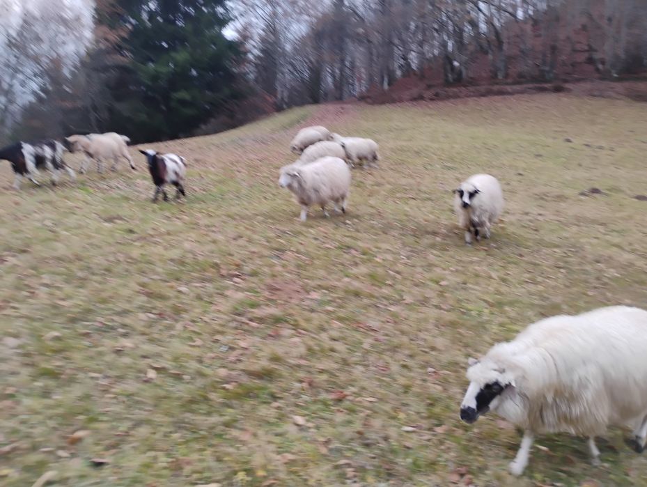 Oi de vanzare de a fata