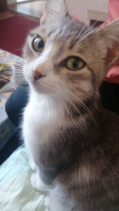 Пропала кошечка в