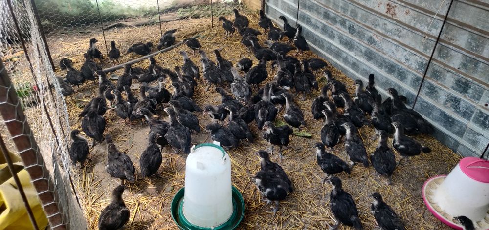 Pui Australorp la 2 săptămâni