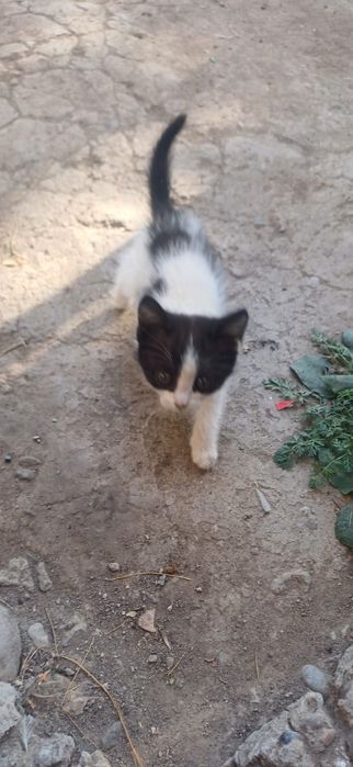 Отдаём котят в добрые руки к лотку приучены чистые