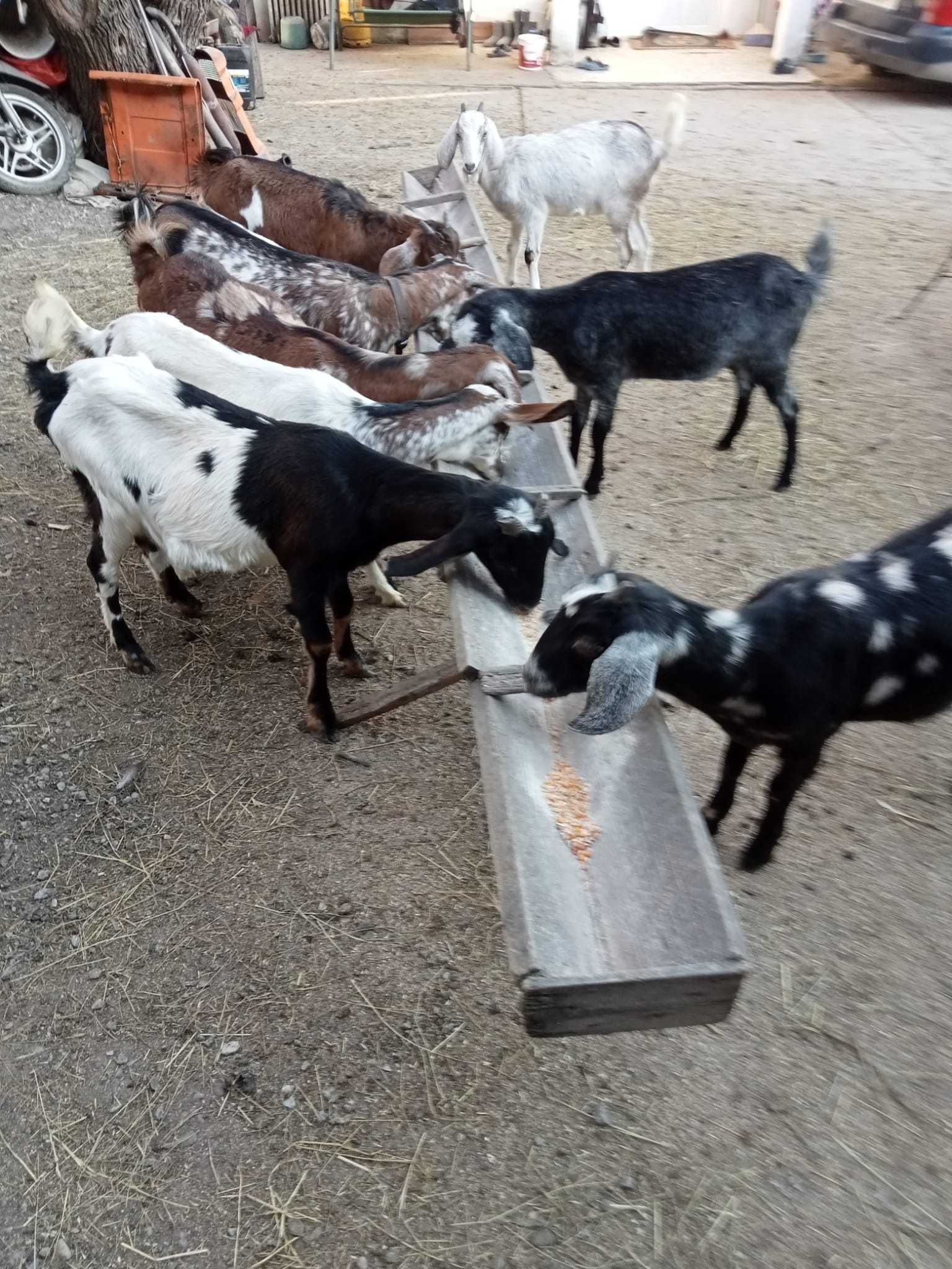 APROAPE GRATIS:2 Loturi capre rasa pura Murciano(9) și Anglonubian(35)