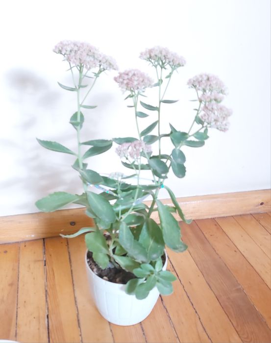 Вечно цветущий цветок