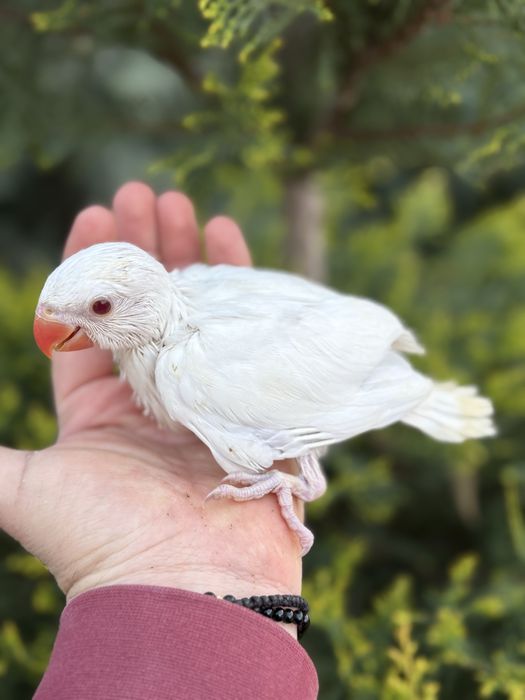 Papagali vorbitori blanzi Micul alexandru Alexander