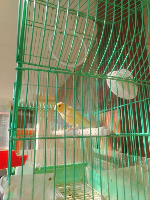 Канарейка 1 ярим йош