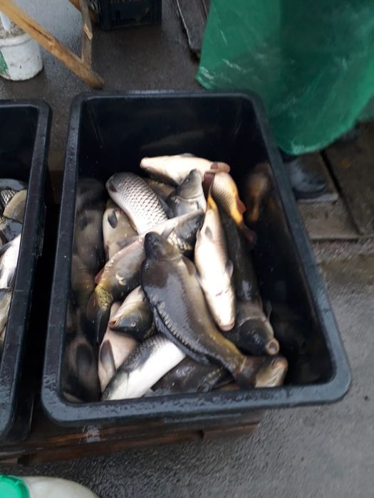 Vând peste crap și novac