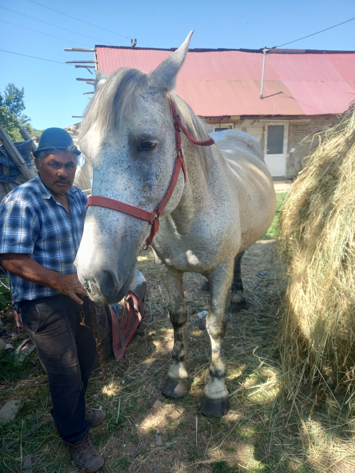 Vând mânz și iapa