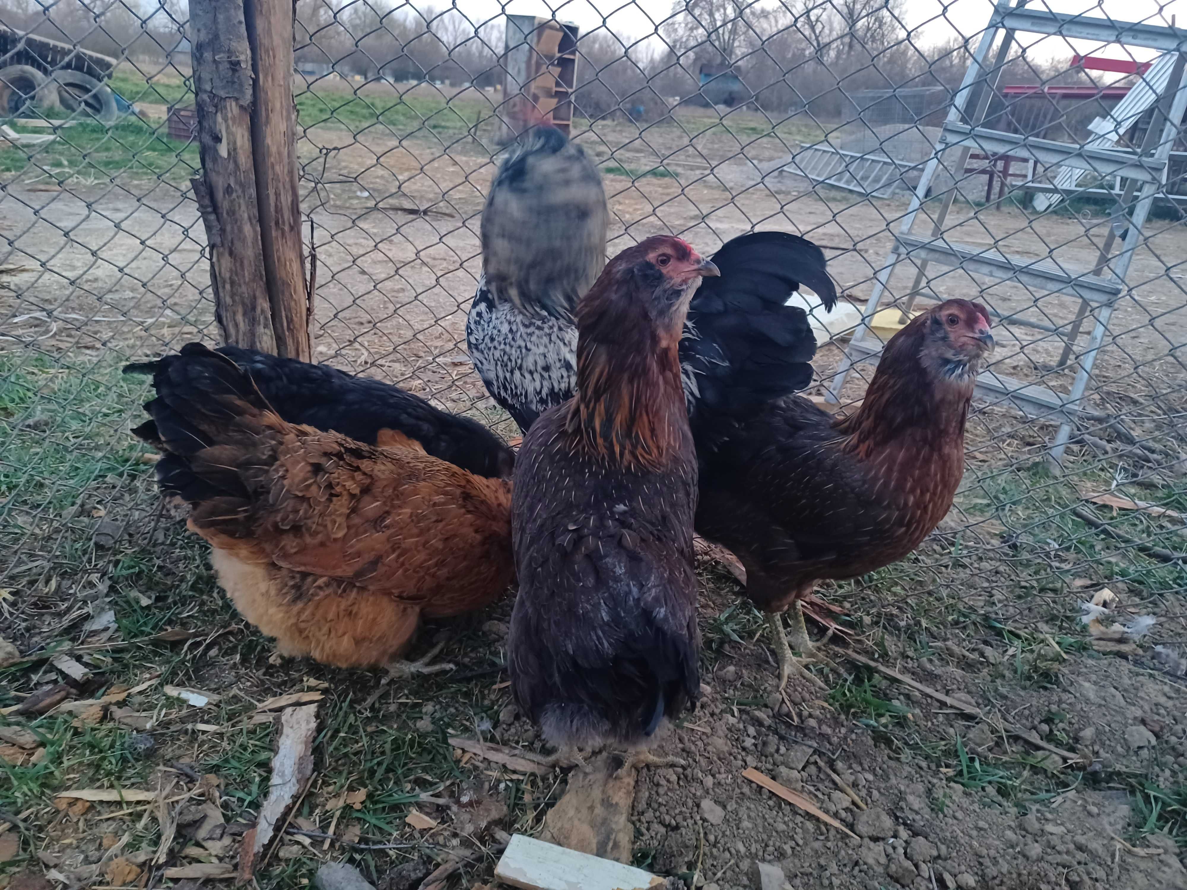 Oua de ameraucana