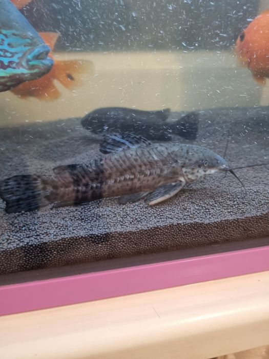 Сомик таракатум крупный 15см