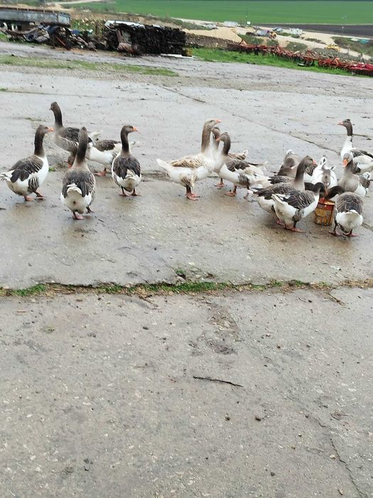 Продавам домашни гъски