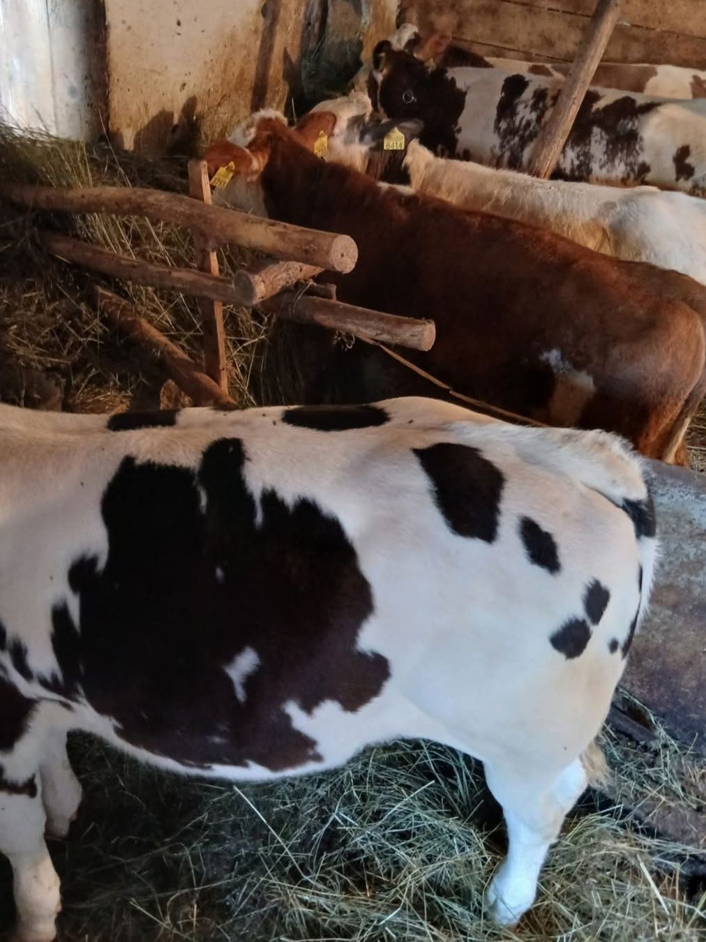 Vând 3 viței și 2 Juninci