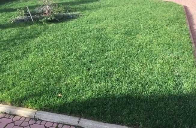 Gazon Rulou Sport / Premium