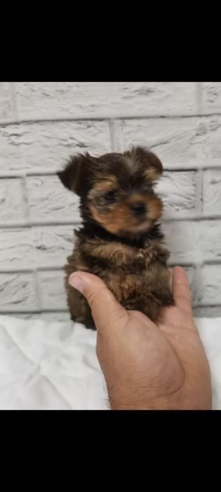 Yorkshire Terrier - baiat