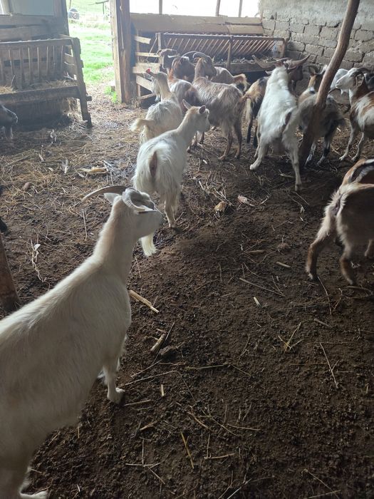 Vând 5 capre tinere