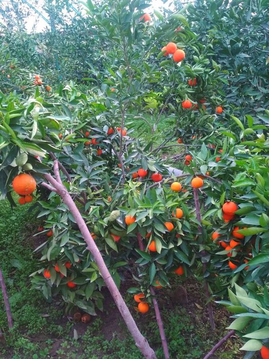 Лимон мандарин лимон