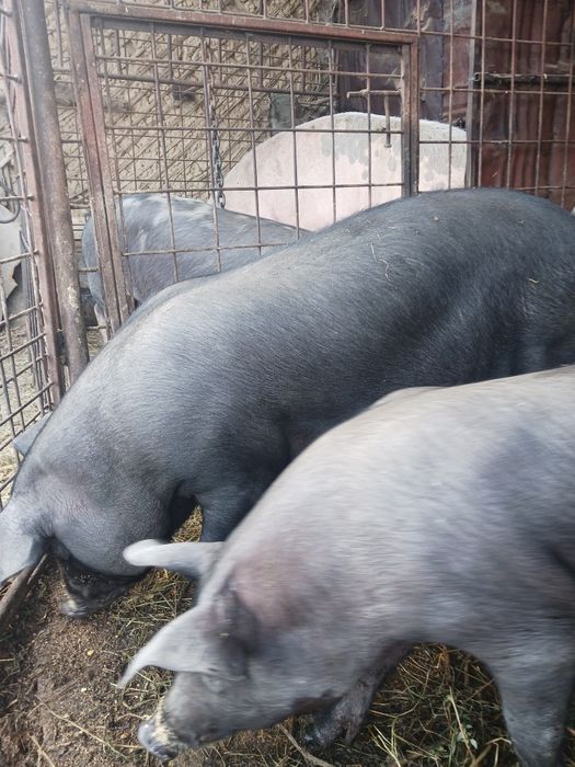 Vând 2 vitei pret negocieabil