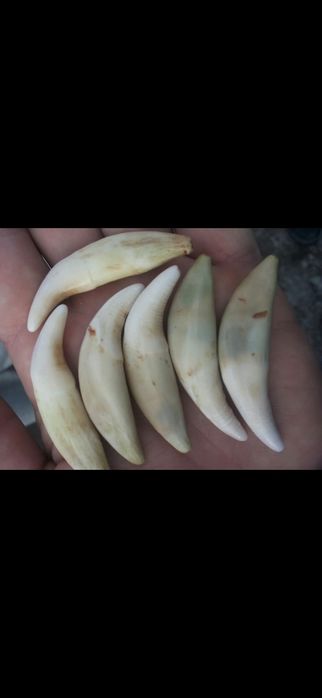 Клыки Волка и Медведя