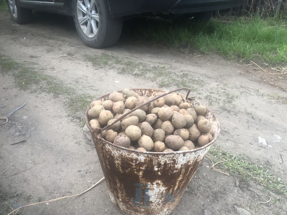 Продам картофель на семена, обработанный.