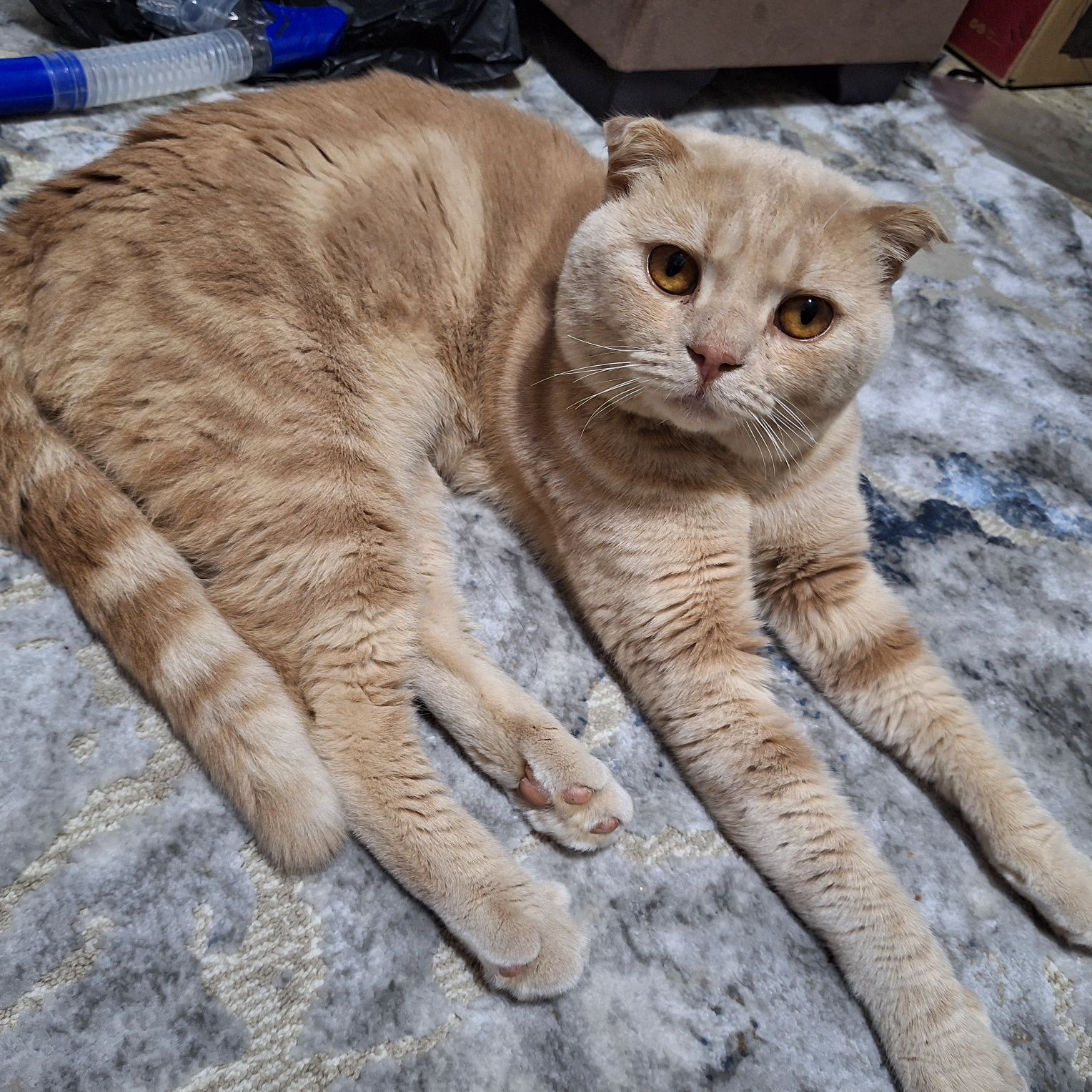 Шотландский вислоухий (Scottish Fold)