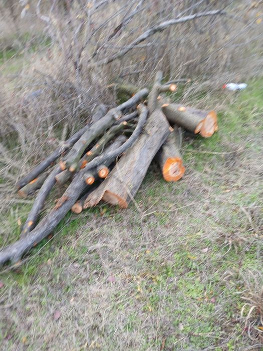 Дърва за огрев синя слива