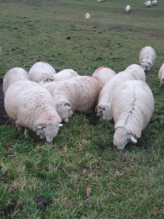 Oi țurcane 20 de bucăți