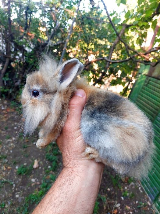 декоративни мини зайчета