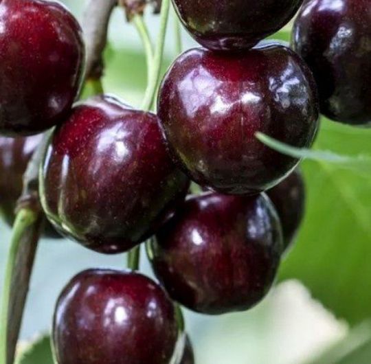 Cireș (Soiul Regina )