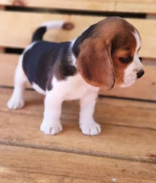 Beagle puii mascul