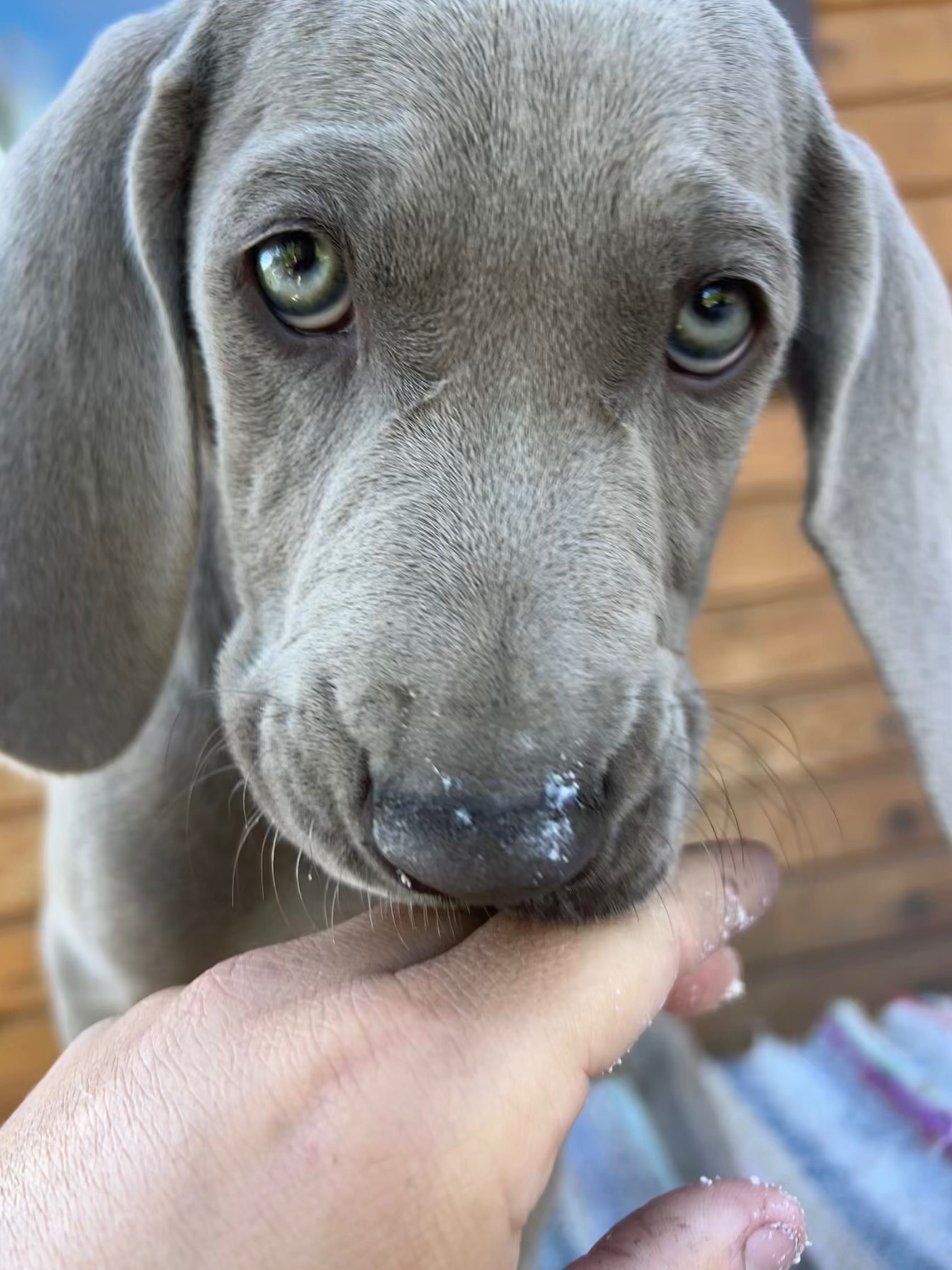 Pui weimaraner cu pedigree