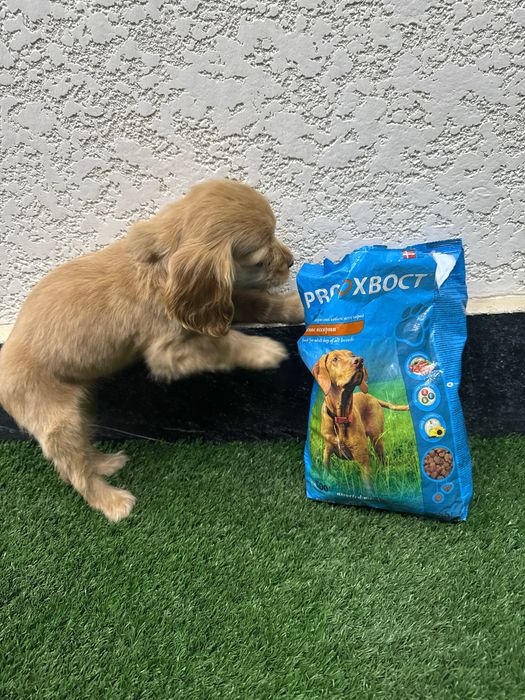 Щенок смесь спаниеля и мальтезе