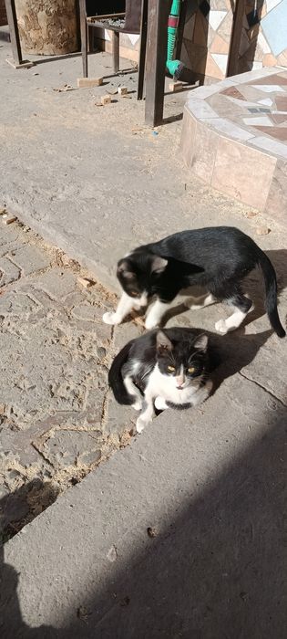 Отдам хорошие руки