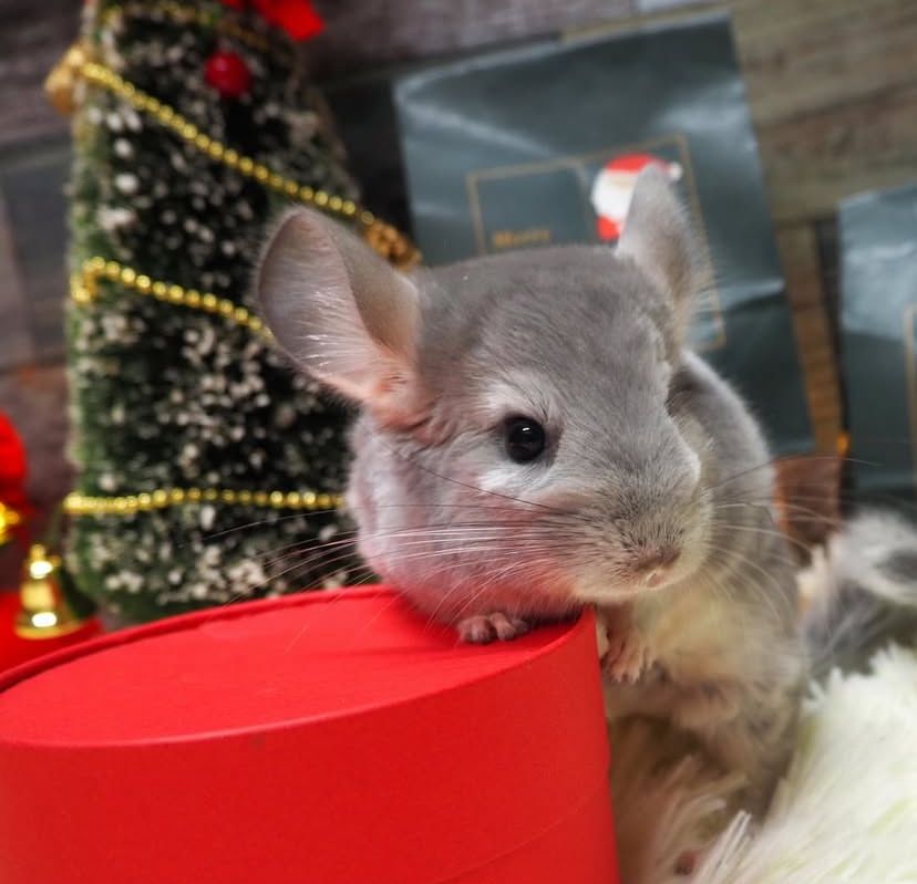 Șinșila chinchilla cincila - cadou de Crăciun